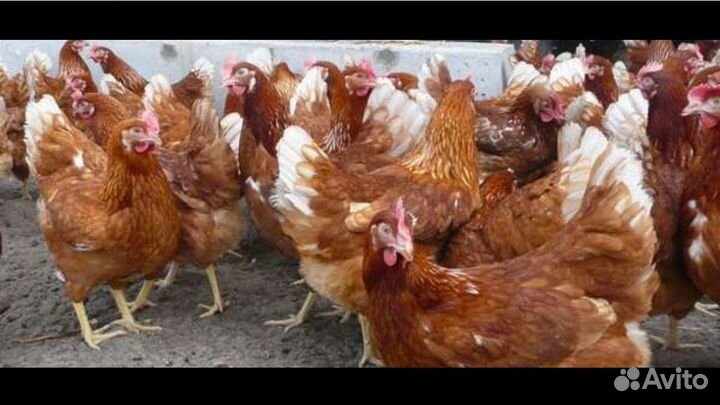 Куры несушки с яйцом петухи