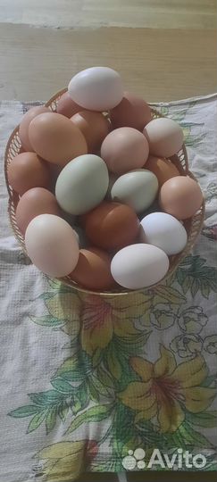 Домашние куриные яйца