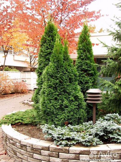 Туи смарагд