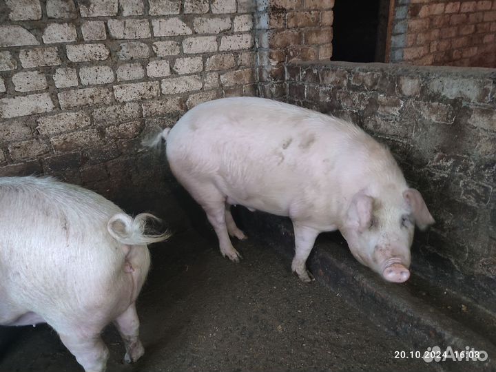 Свиньи тушкой