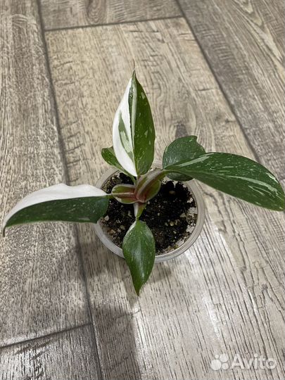 Филодендрон Вайт Кнайт (Белый рыцарь)