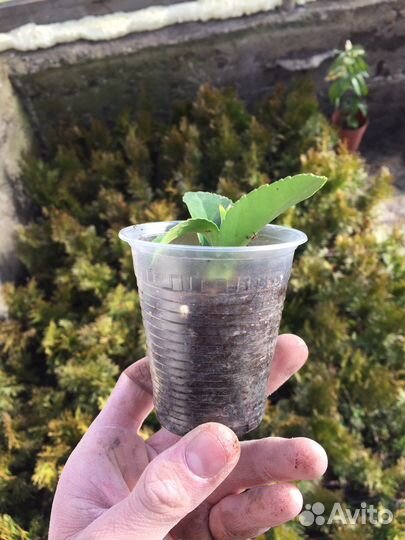 Бересклет японский саженцы