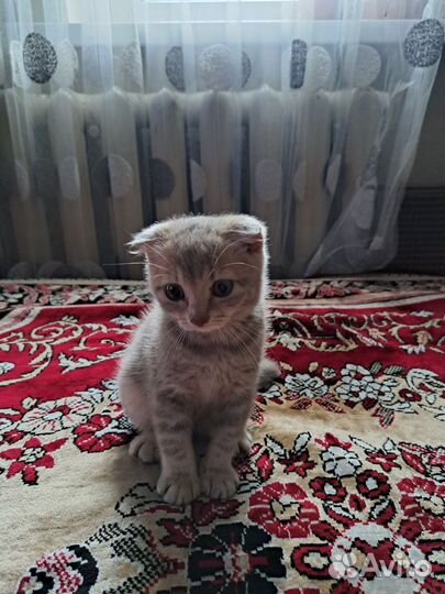 Котенок девочка в добрые руки