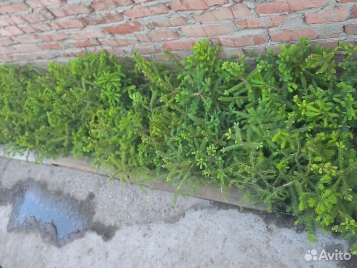 Ель сибирская саженцы