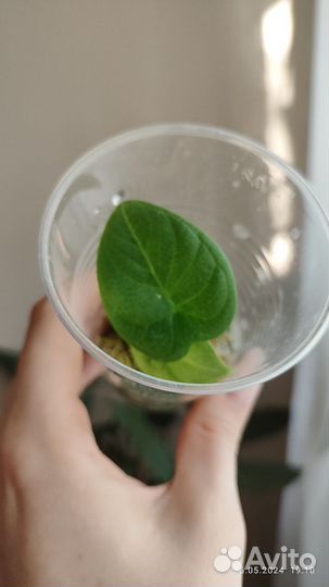 Алоказии серебряный дракон/ венти