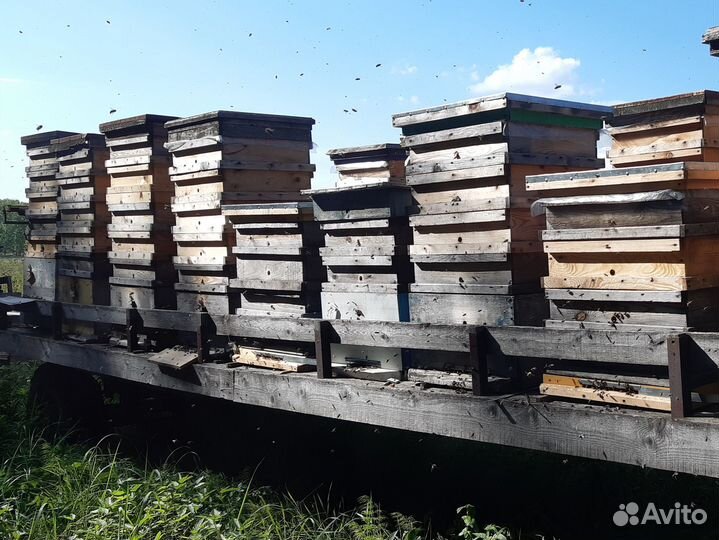 Мед Алтайский Свежий 2023г