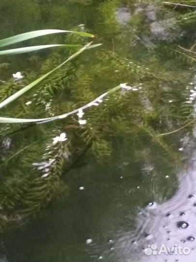 Аквариумные рыбки и растения