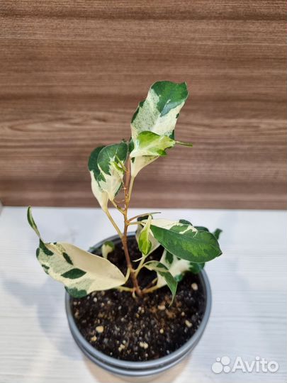 Фикус керли, эльдорадо, сафари, мунлайт, де ган