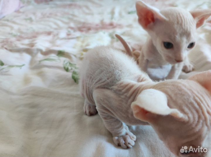 Донской сфинкс котята