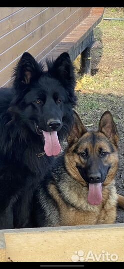Щенки немецкой овчарки