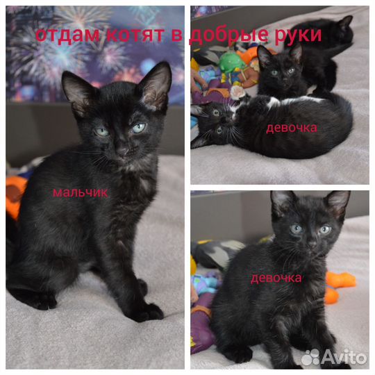 Котята в добрые руки бесплатно