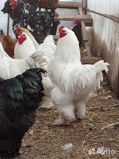 Инкубационное яйцо брама