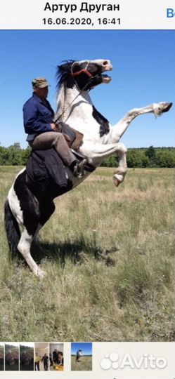 Лошадь жеребец