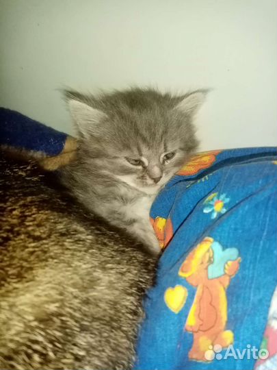 Кошка в дар