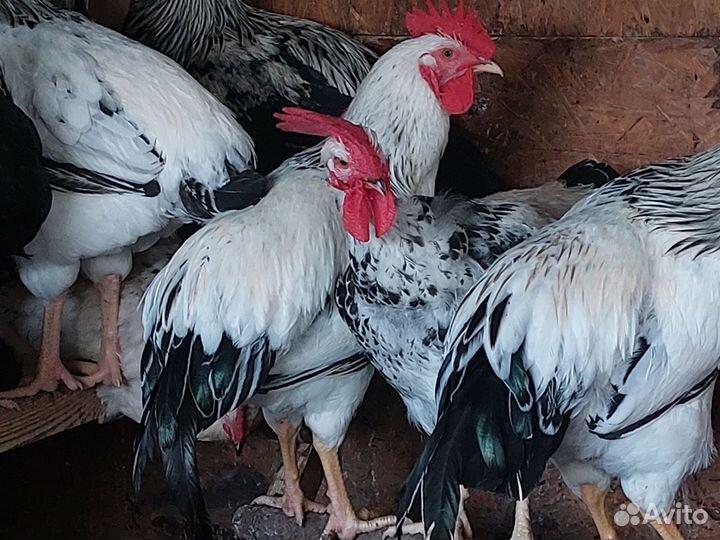 Куры молодки несушки доминант