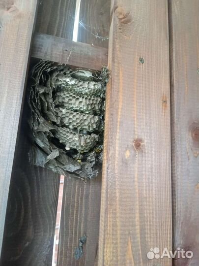 Уничтожение ульев ос и ульев шершней