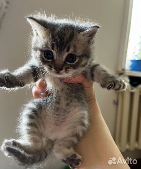Котята домашние