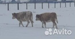 Продам двух тёлок, 7-ми месячные