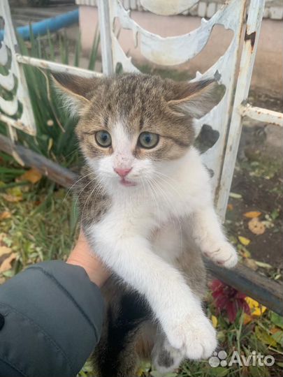 Кошечка и котик в добрые ручки