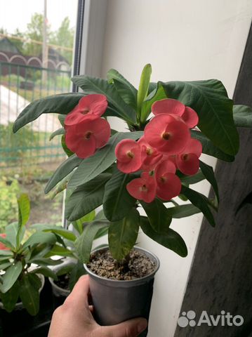 Комнатные цветы (мили,кактусы )