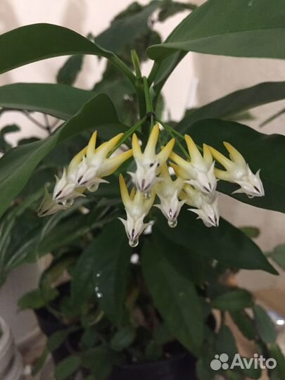 Хойя мультифлора