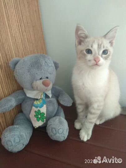 Кошки