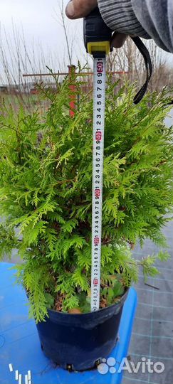 Растения Туя западная Вудварди