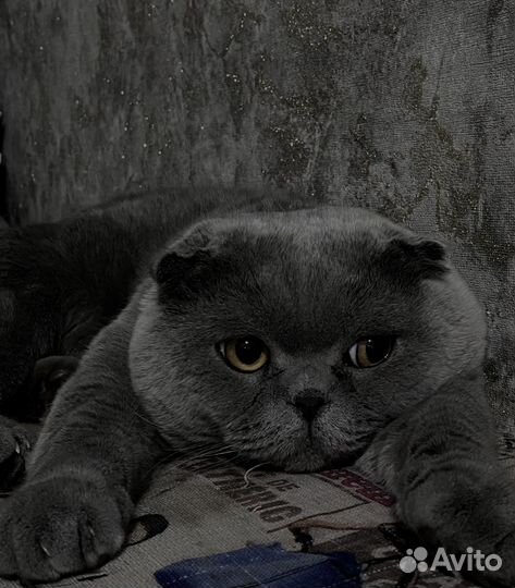 Ищем невесту