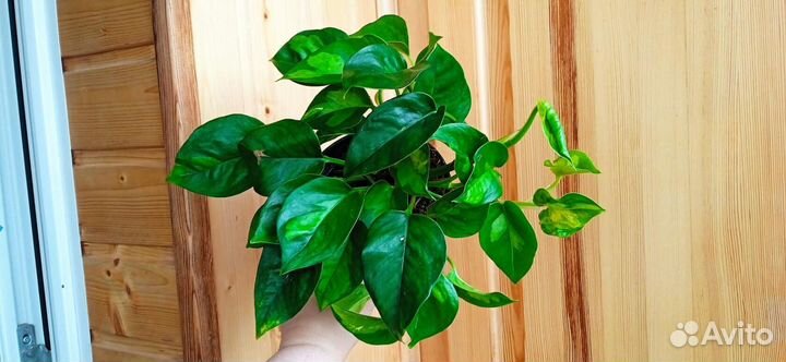 Эпипремнумы сортовые