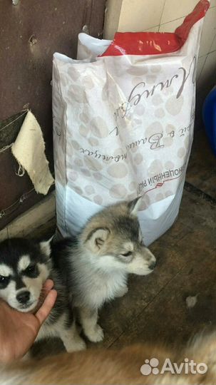 Сухой корм для собак Империал 10 кг