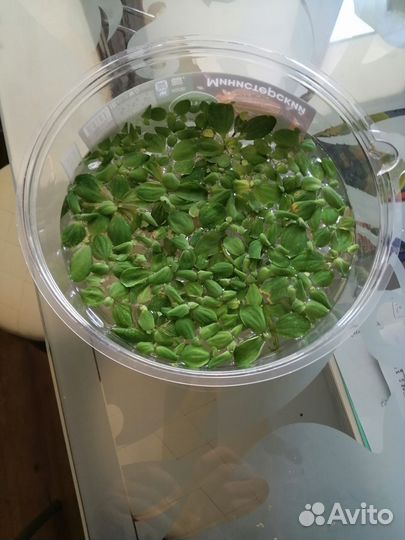 Аквариумные растения прополка