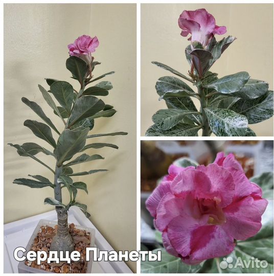 Адениум прививки