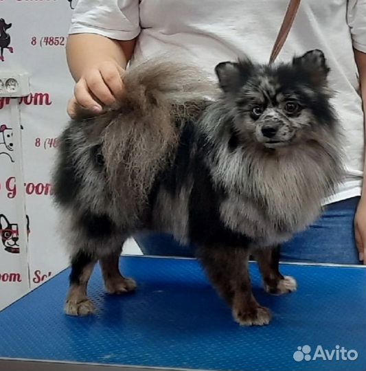 Груминг стрижка собак и кошек