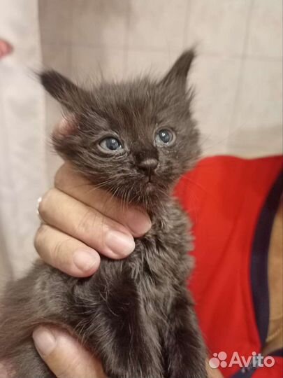 Котята