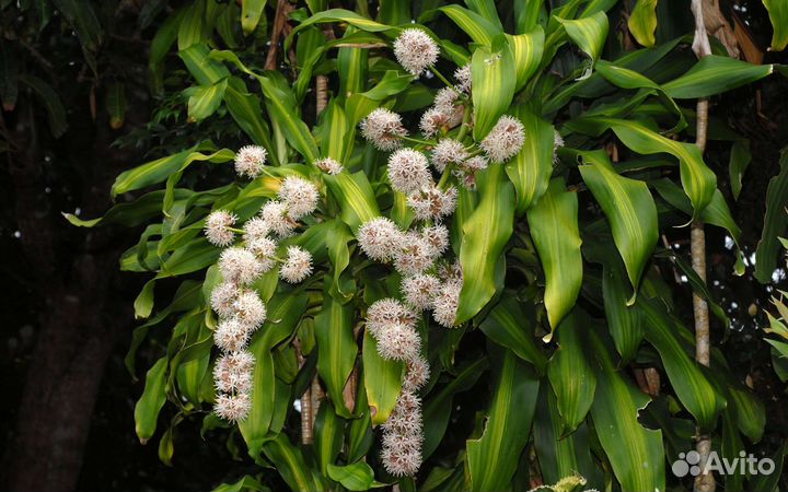 Драцена маргината триколор, душистая