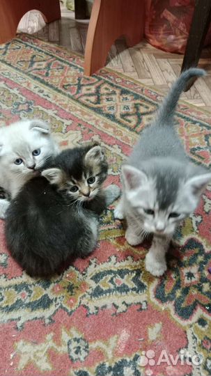 Котята бесплатно