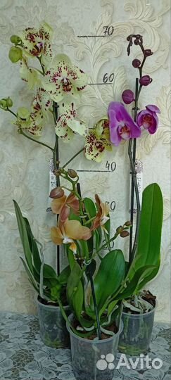 Орхидеи Фаленопсис