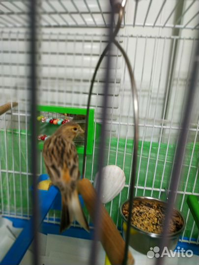 Канарейка- самочка