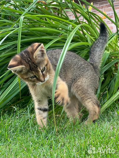 Чаузи ф1 девочка