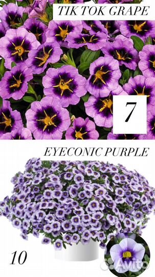 Укорененные черенки калибрахоа