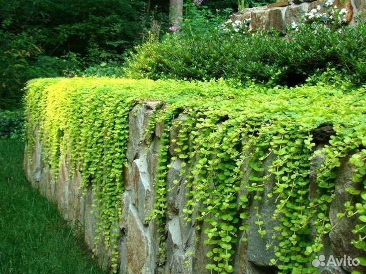 Вербейник монетчатый Много