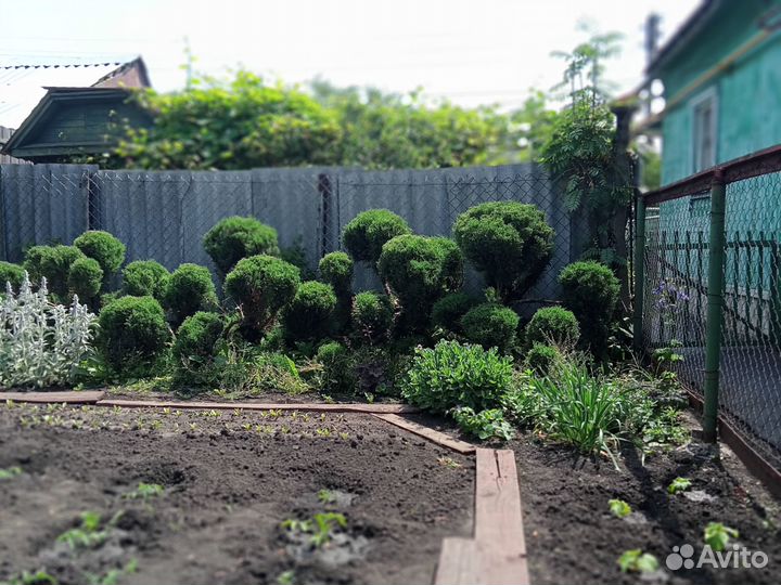 Туя пирамидальная 50см