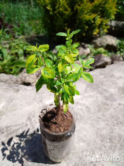 Растения для сада