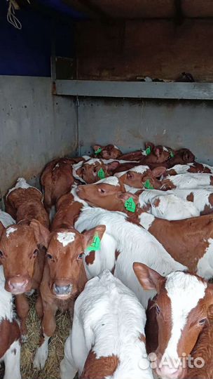 Красно-белые быки