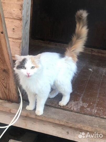 Умерла хозяйка, кошка оказалась на улице