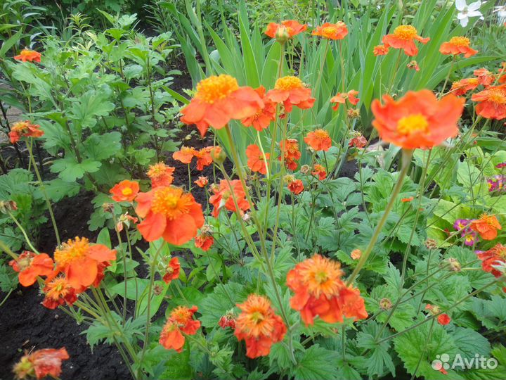 Гравилат, колокольчик, монарда