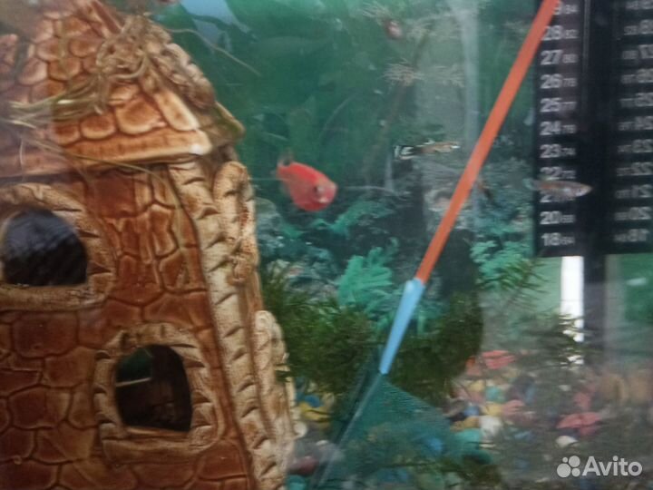 Аквариумные рыбки