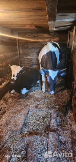 Бычки и телята