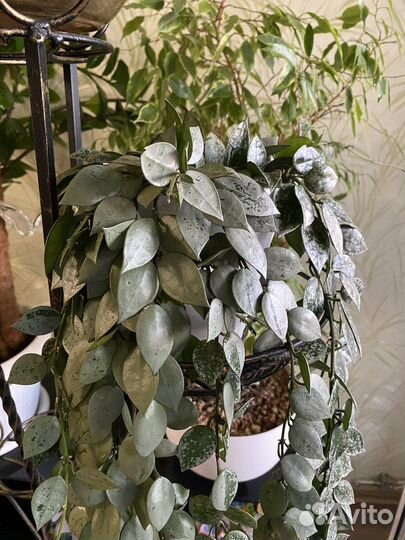 Хойя lacunosa eskimo silver