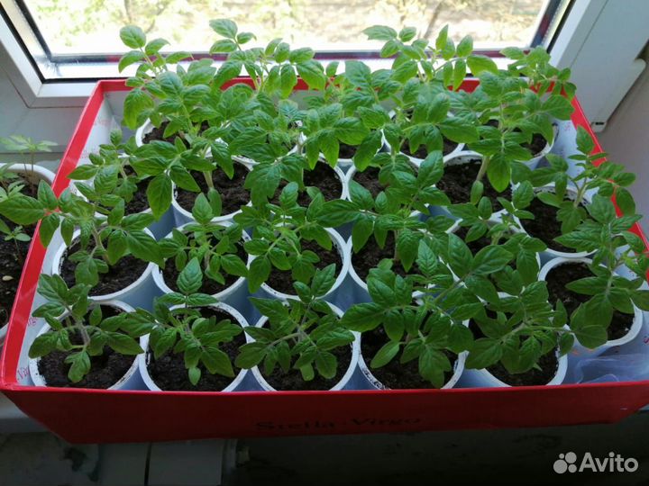 Рассада помидор 